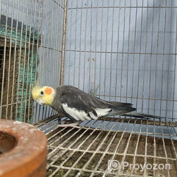 গ্রে ককাটেইল মেইল