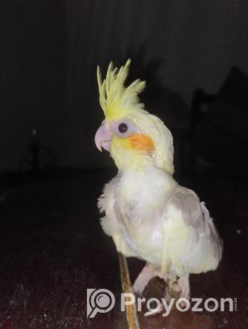 ককাটেইল টেম সাইজ (36 Days)