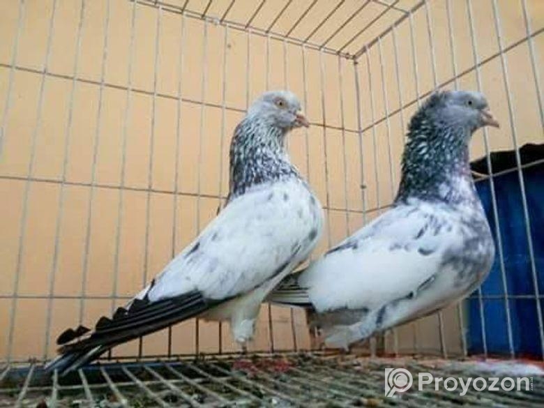 গিরিবাজ কবুতর