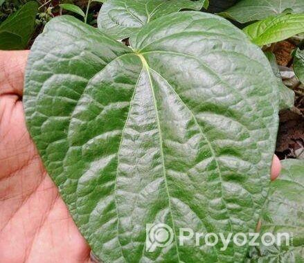 মিষ্টি পান লতার কাটিং শিকর সহ