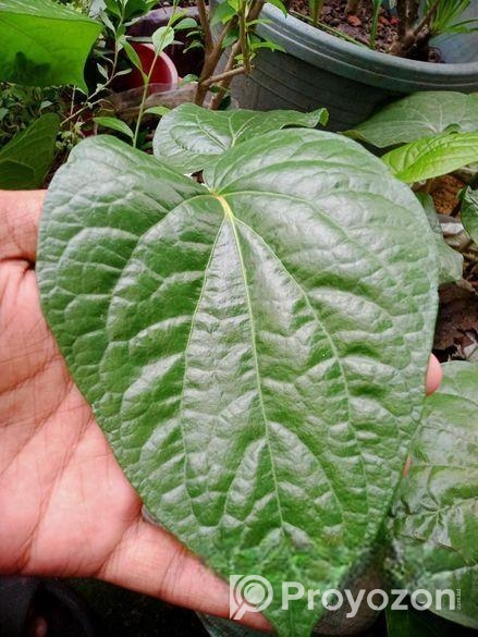 মিষ্টি পান লতার কাটিং শিকর সহ