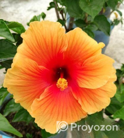 জবা ফুল গাছ sell