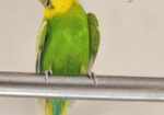 Tamed Budgie’s