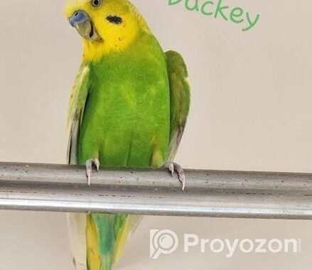 Tamed Budgie’s