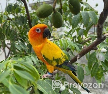 Super Tame Sun Conure