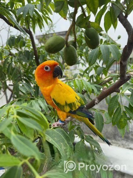 Super Tame Sun Conure