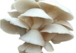 মাশরুম Mushroom