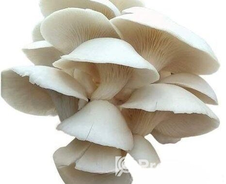 মাশরুম Mushroom
