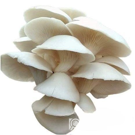 মাশরুম Mushroom