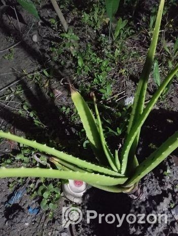 অ্যালোভেরা