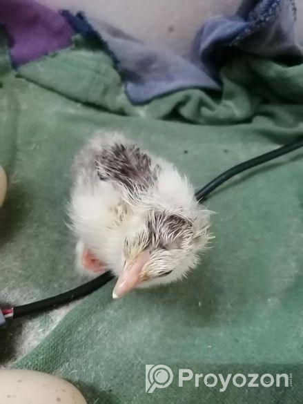 Light Brahama (জিরো বাচ্চা)