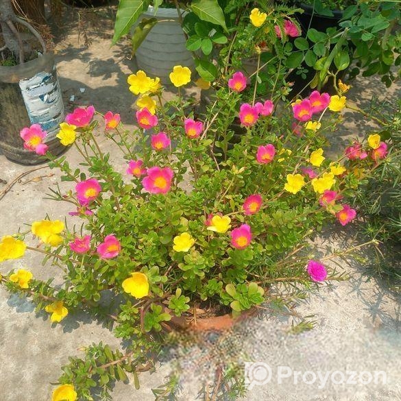 পর্তুলিকা, কয়েন প্ল্যান্ট ইত্যাদি