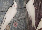 Cockatiels