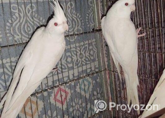 Cockatiels