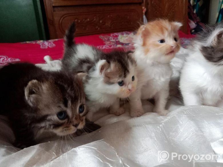 Full parsian 2.mas Male