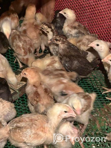 টাইগার এবং ফাওমির বাচ্চা