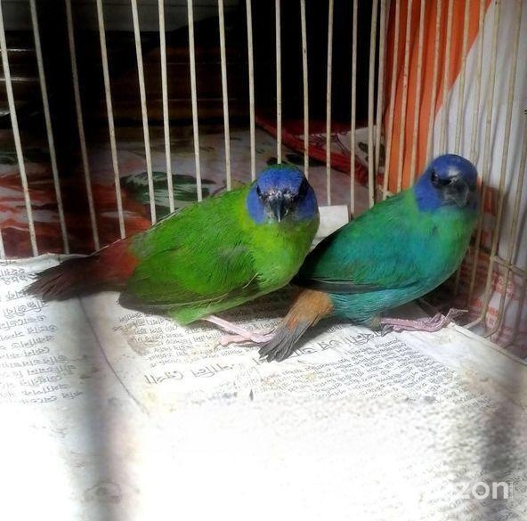 প্যারট ফিন্স Finch Ranning Pair