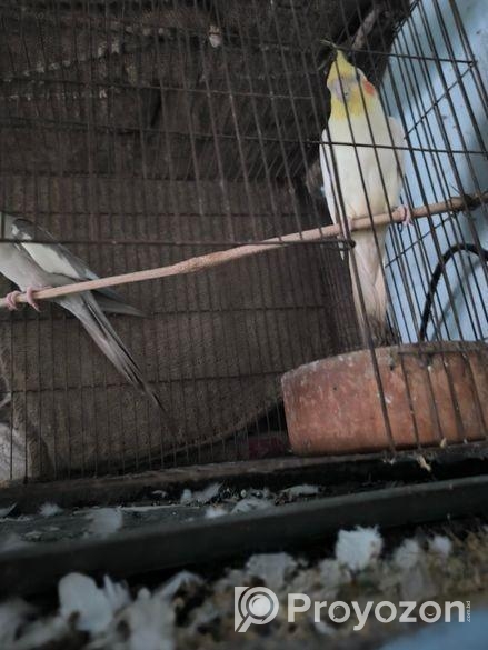 ককাটেল পাখি