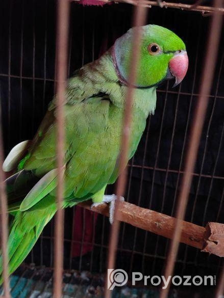 ইন্ডিয়ান রিংনেকটিয়া পাখি