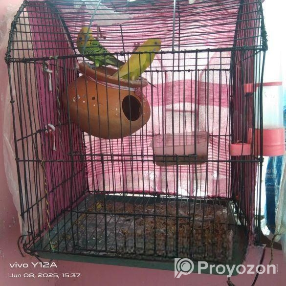 বাজিগর পাখিবাজিগর পাখি