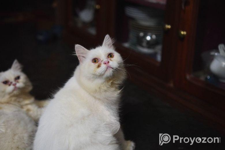 Adult Female And Male