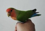 Tame Love Bird