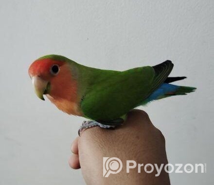 Tame Love Bird
