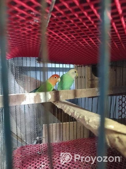 লাভ বার্ড পাখি বিক্রয়ের জন্য