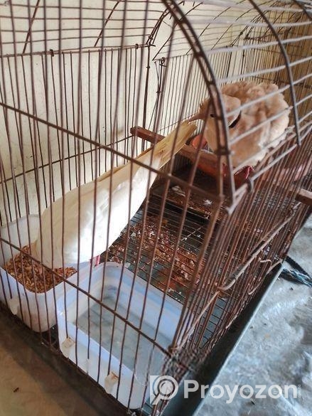 রানিং অষ্ট্রেলিয়ান ঘুঘু বিক্রি করা হবে