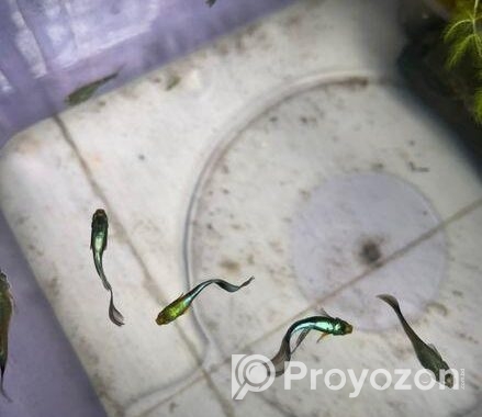 guppy fish