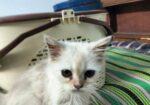 Persian Cat