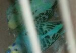 বাজিগর পাখি