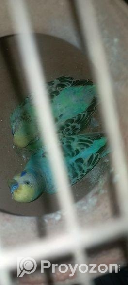 বাজিগর পাখি