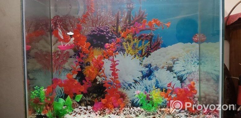 Aquarium Sell