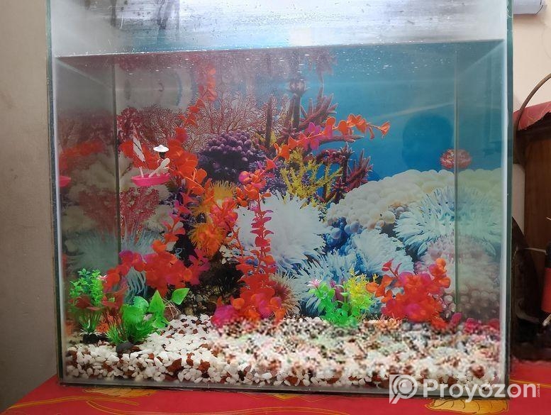 Aquarium Sell