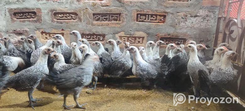 মিশরি ফাউমি মুরগী বিক্রি হবে