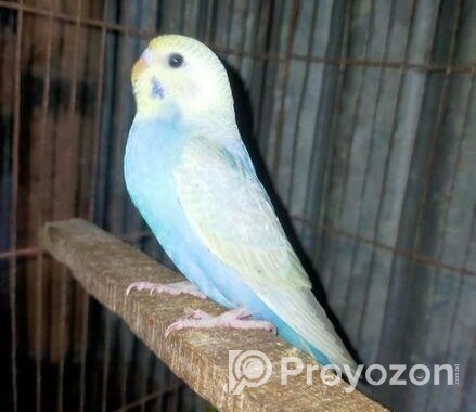 বাজিগর পাখি