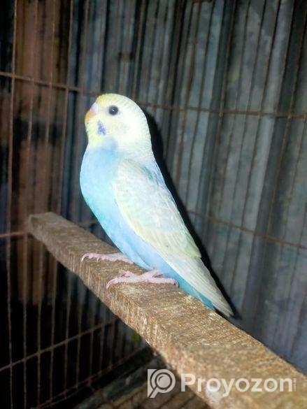 বাজিগর পাখি