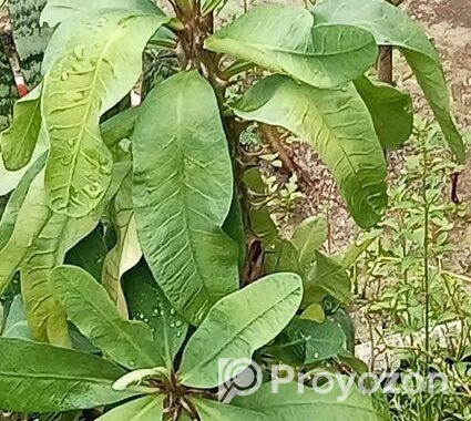 কাটাম মুকুট
