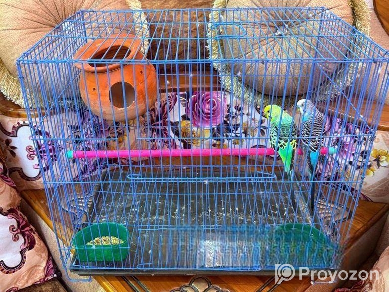 বাজিগার পাখি