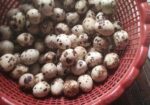 Quail Egg