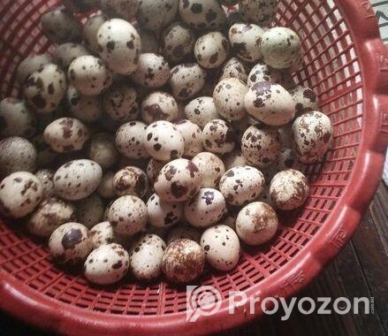 Quail Egg