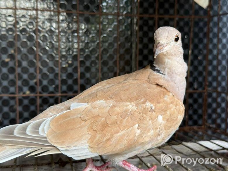 ঘুঘু পাখি