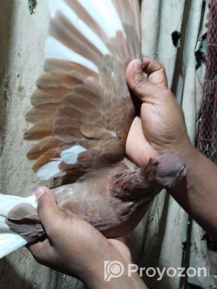 লাল গররা মাদি