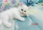 Persian Cat