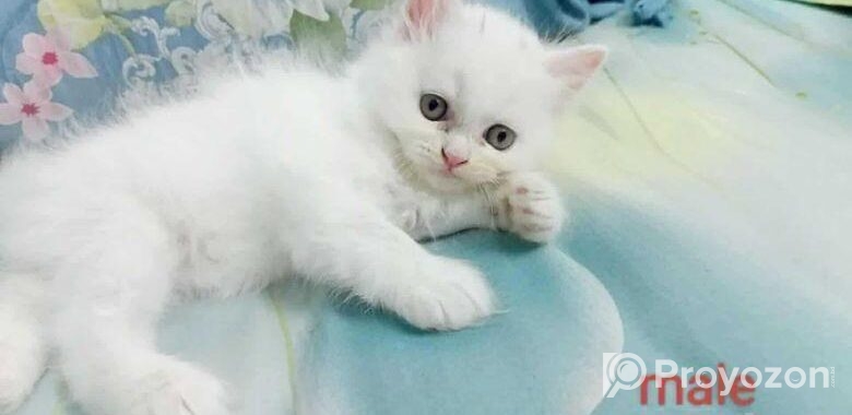 Persian Cat