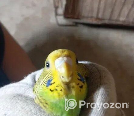 Male Budgiger