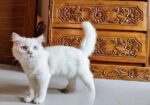 Traditional Persian