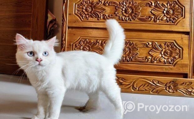 Traditional Persian