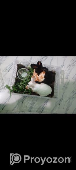 এক জোড়া খরগোশ বিক্রি হবে